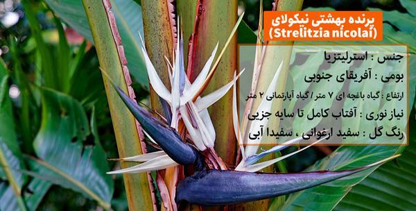 عکس پرنده های بهشتی