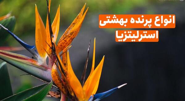 عکس پرنده های بهشتی