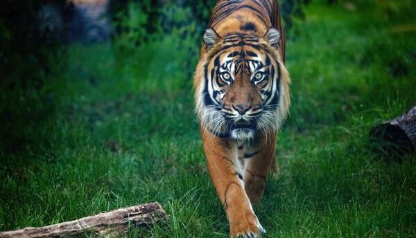 عکس تصویر زمینه ی ببر
