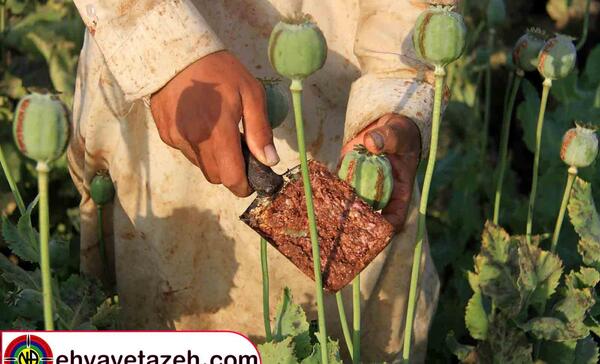 عکس تریاک شیر محلی