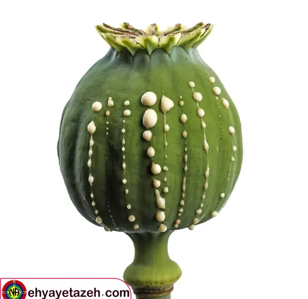 عکس تریاک شیر محلی