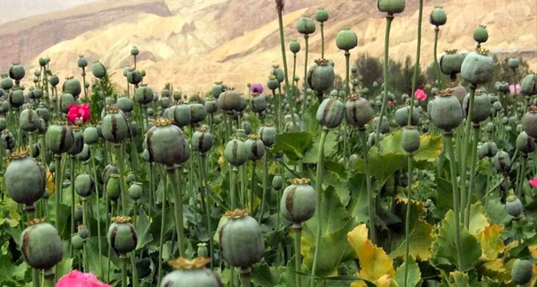 عکس کوپن تریاک زمان شاه