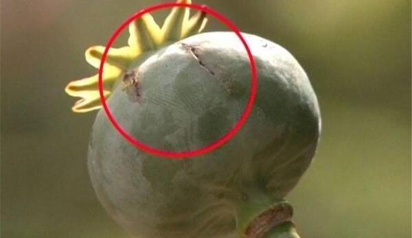 عکس خشخاش و تریاک