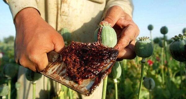 عکس کشف مواد مخدر تریاک