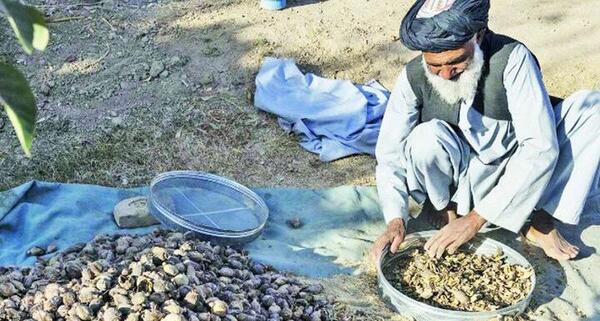 عکس تریاک اصلی