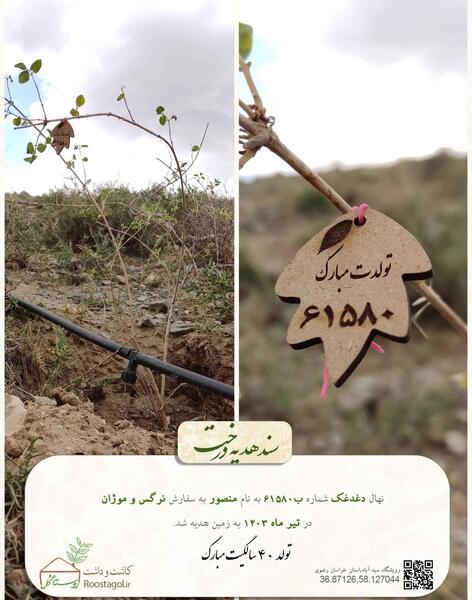 عکس تولد منصور