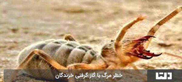 عکس ترسناک ترین حشره