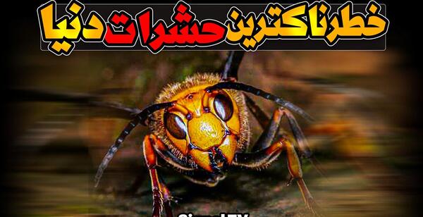 عکس ترسناک ترین حشره دنیا