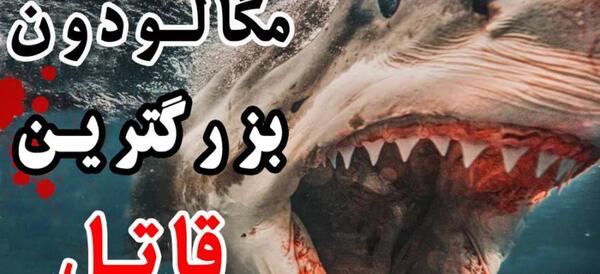 عکس ترسناک ترین کوسه در جهان