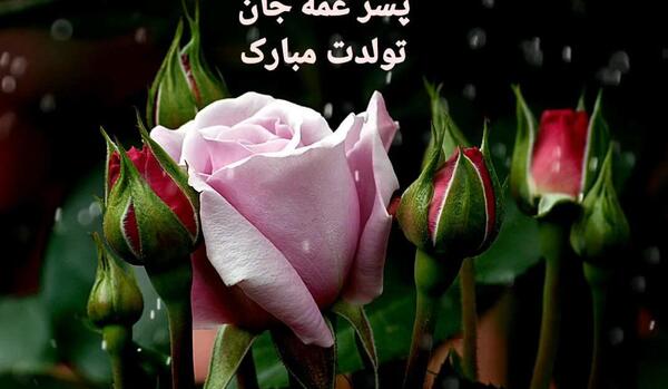 عکس تولد عمه مبارک