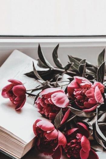 عکس پروفایل دخترونه با گل قرمز