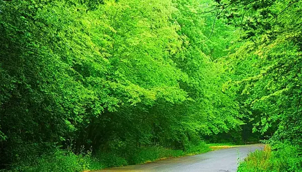 عکس جنگل شمال ایران