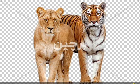 عکس های ببر