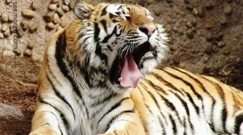 عکس های ببر وحشی