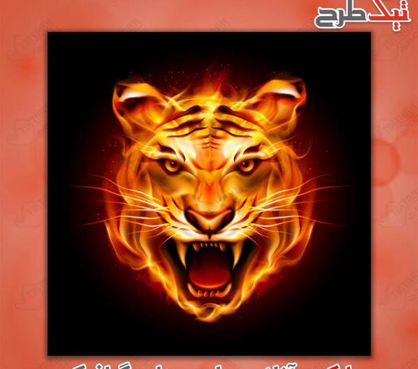 عکس ببر گرگی