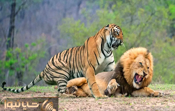 عکس ببر و شیر و پلنگ