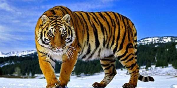 عکس قوی ترین ببر