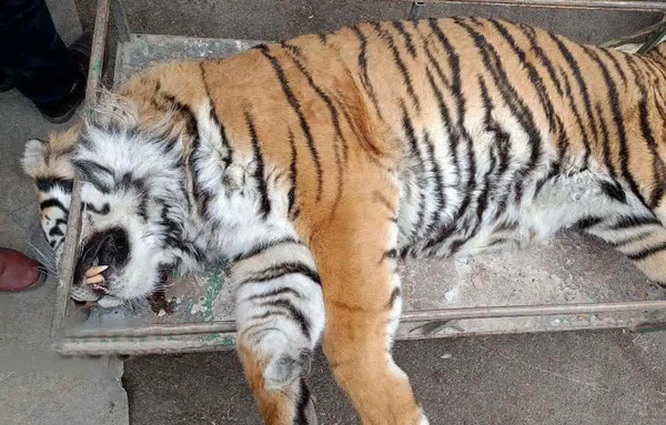 عکس قدیمی ببر مازندران