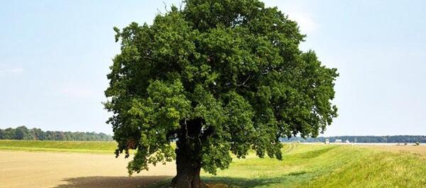 عکس قدیمی ببر مازندران
