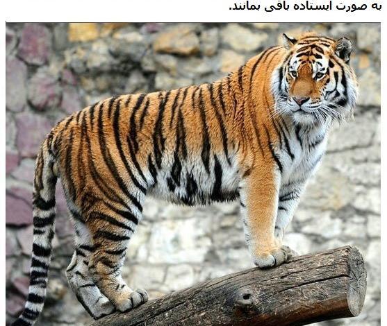 عکس ببر خیلی قشنگ