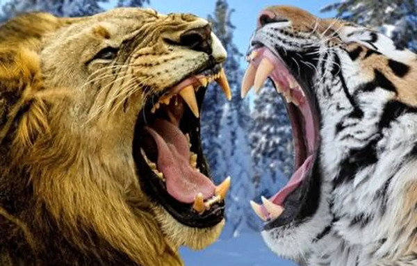 عکس ببر غول آسا