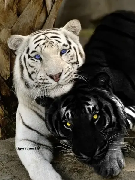 عکس ببر سفید و سیاه