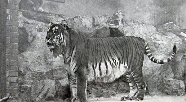 عکس ببر سفید و سیاه