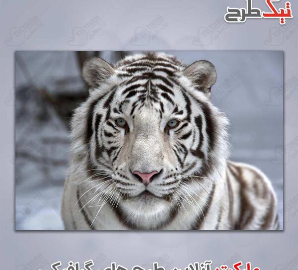 عکس ببر عکس ببر سفید