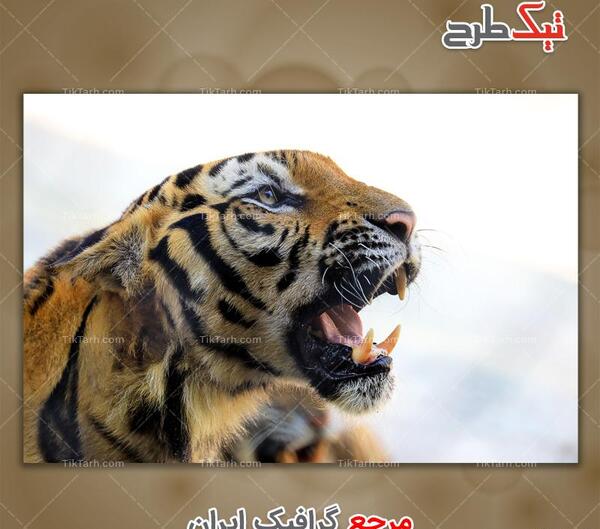 عکس ببر واقعی در ایران
