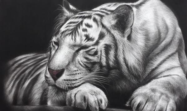 عکس ببر برای طراحی سیاه قلم