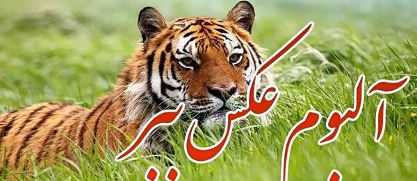 عکس صورت ببر سیاه