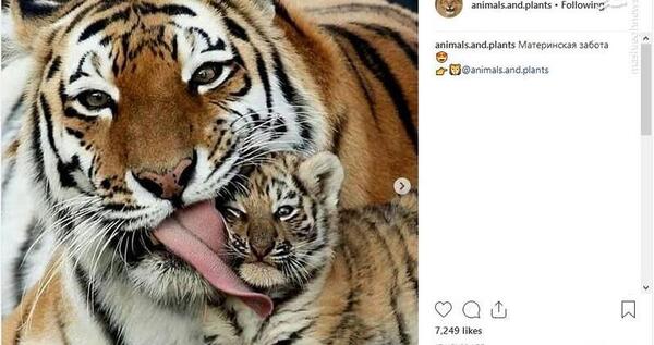 عکس روی صفحه ببر