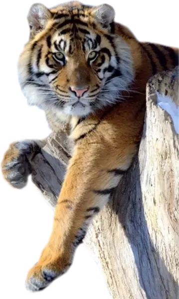 عکس روی صفحه ببر