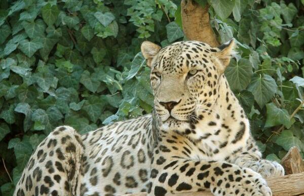 عکس شیر ببر یوزپلنگ