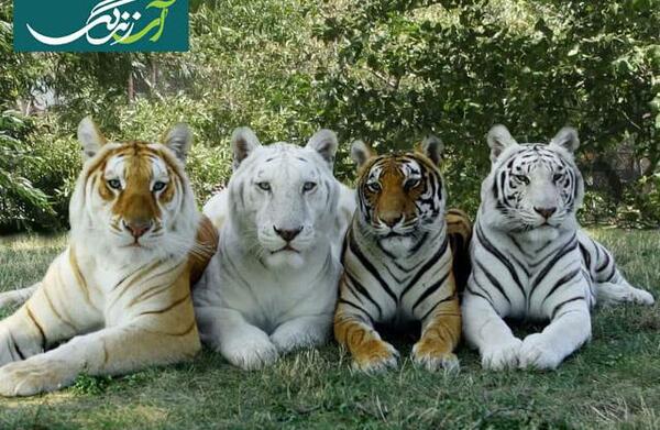 عکس ببر بنگال سیاه