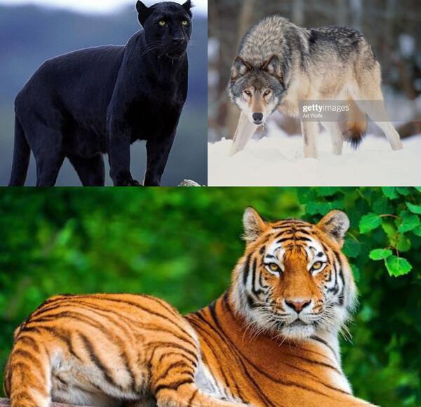 عکس ببر بنگال سیاه