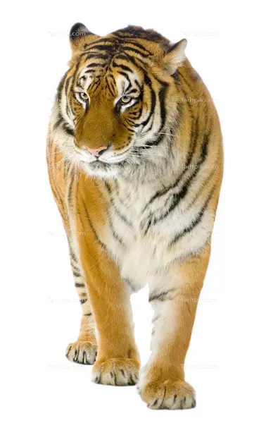 عکس ببر بنگال سیاه