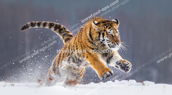 عکس ببر بنگال برای پروفایل