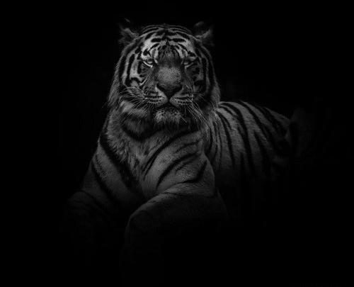 عکس ببر بنگال برای پروفایل