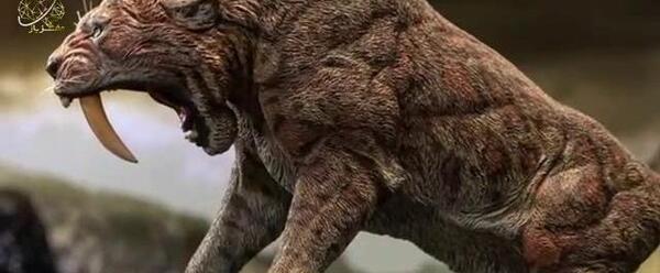 عکس ببر دندان خنجری سیاه