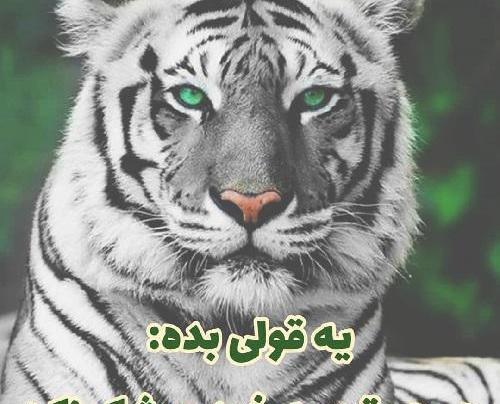 عکس ببر خشمگین برای پروفایل