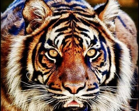 عکس ببر سفید خوشگل