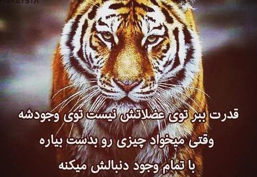 عکس پروفایل ببر خفن