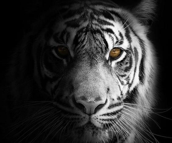 عکس پروفایل ببر سفید