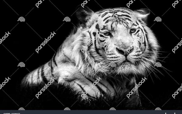 عکس ببر سیاه برای پس زمینه