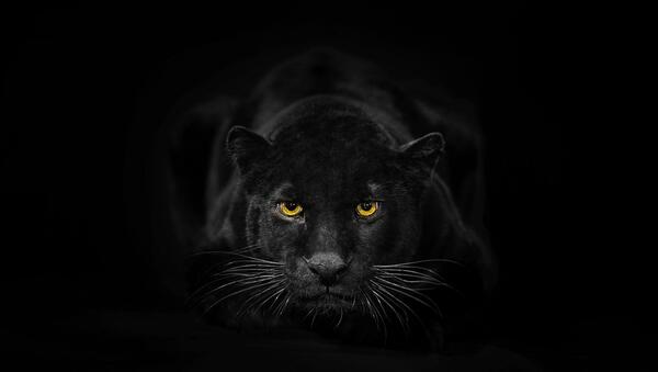 عکس ببر سیاه برای پس زمینه