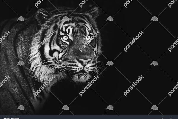 عکس ببر سیاه برای پس زمینه