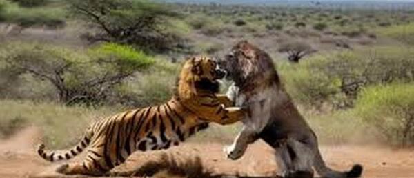 عکس ببر جنگی