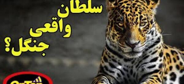 عکس ببر سلطان جنگل