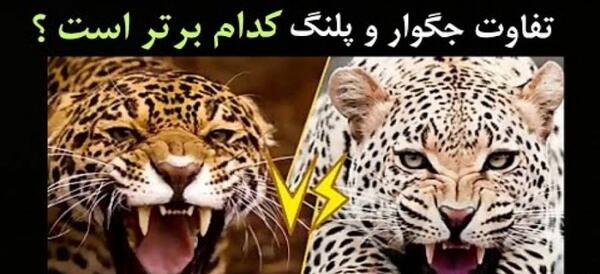 عکس ببر و جگوار
